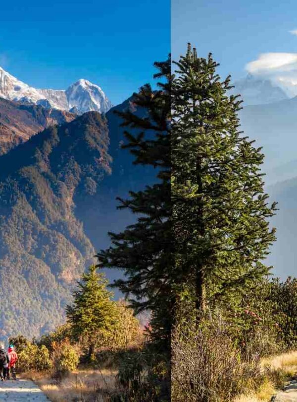 Walking Trail to Poon Hill View Point at Nepal.